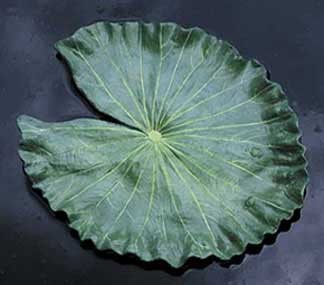Cobraco Floating Lily Pad No Flower