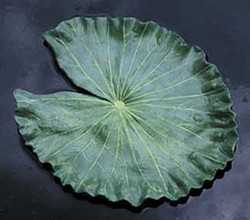 CobraCo: Floating Lily Pad (No Flower)