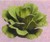 Silk Plants: Imagine Water Lettuce (Silk)