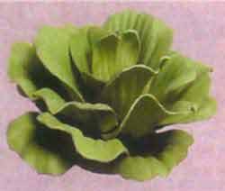 Silk Plants: Imagine Water Lettuce (Silk)