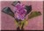 Silk Plants: Imagine Water Hyacinth (Silk)