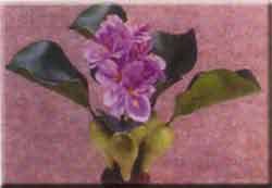 Silk Plants: Imagine Water Hyacinth (Silk)