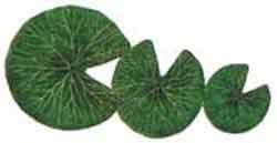 Silk Plants: Summit Lily Pad, Only  (2.5