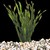 PAQ Corkscrew Val (Vallisneria americana "Biwaensis")