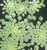 PFT Mosaic Plant (Ludwigia sedioides)