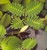 PFT Water Sensitive Plant (Neptunia oleracea)