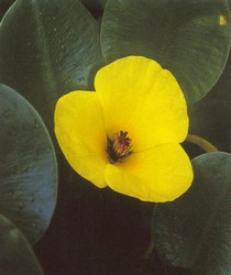 PFT Water Poppy (Hydrocleys nymphoides)