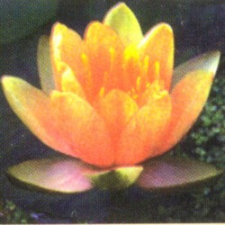 PLH Chrysantha Hardy water lily - Changeable (yellow/orange/red)