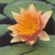 PLH Comanche (hardy water lily - yellow/orange/red) - Changeable