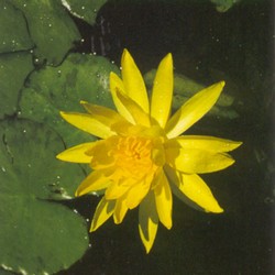 PLH Mexicana (semi-hardy - yellow)