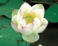 PLOT Chawan Basu Lotus (white w/pink tips)