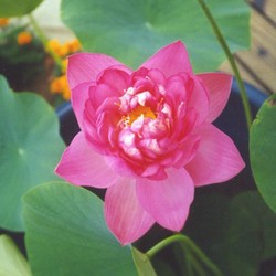 PLOT Double Rose Lotus (double - rose/pink)