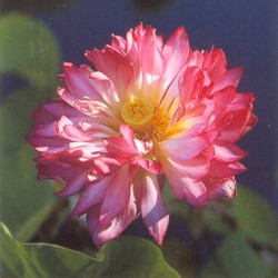 PLOT Momo Botan Lotus (pink) - Dwarf