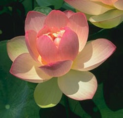 PLOT Mrs. Perry D. Slocum Lotus (yellow/pink) - Changeable