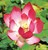 PLOT Red Scarf Lotus ( Dwarf-Red)