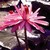 PLTD General Pershing (pink) - Tropical - Day Blooming