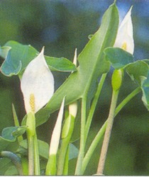 PMH Arrow Arum (Peltandra virginica)