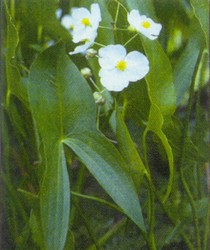 PMH Arrowhead (Sagittaria latifolia)