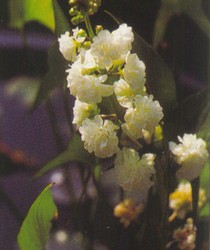 PMH Arrowhead, Double Flowering (Sagittaria japonica)