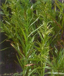 PMH Bamboo, Dwarf Water (Dulichium arundinaceum)