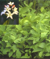 PMH Bog Bean (Menyanthes trifoliata)