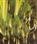PMH Golden Club (Orontium aquaticum)