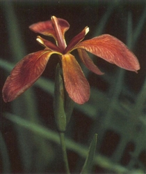 PMH Iris, Red/Copper (Iris fulva)