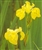 PMH Iris, Yellow Flag (Iris pseudacorus)