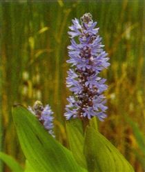 PMH Pickerel Weed, Blue (Pontederia cordata)