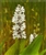 PMH Pickerel Weed, White (Pontederia cordata “alba”)