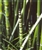 PMH Rush, Horsetail (Equisetum hyemale)