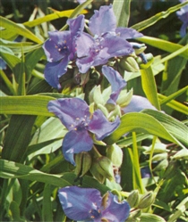 PMH Spiderwort, Blue (Tradesciantia virginiana)