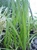 PMH Sweetflag, Green (Acorus calamus)