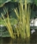 PMH Sweetflag, Variegated (Acorus calamus “variegatas”)