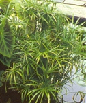 PMT Umbrella Palm, Dwarf (Cyperus alternifolius "Gracilis")