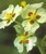 PMT Aztec Arrowhead (Sagittaria montevidensis)