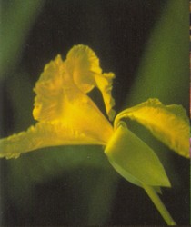 PMT Canna - Canna flaccida (yellow)