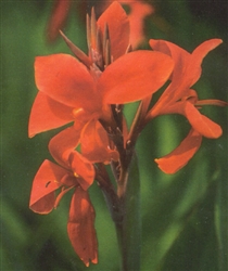 PMT Canna "Endeavour" (Longwood Red)