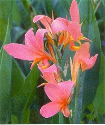 PMT Canna "Erebus" (Longwood Pink)