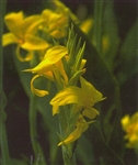 PMT Canna "Ra" (Longwood Yellow)