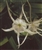 PMT Spider Lily (Hymenocallis liriosome)