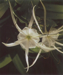 PMT Spider Lily (Hymenocallis liriosome)