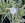 PMT Spider Lily, Variegated (Hymenocallis caribaea "variegata")