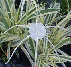 PMT Spider Lily, Variegated (Hymenocallis caribaea "variegata")