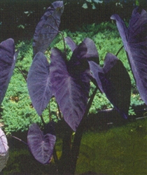 PMT Taro, Black Magic (Colocasia esculenta "Black Magic")