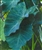 PMT Taro, Green (Colocasia esculenta)