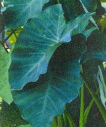PMT Taro, Green (Colocasia esculenta)