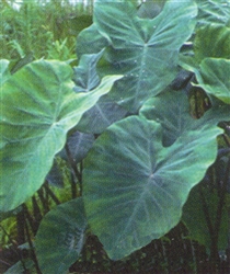 PMT Taro, Violet Stem (Colocasia escalenta "Fontanesia")