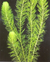 PSH Foxtail (Myriophyllum heterophyllum)
