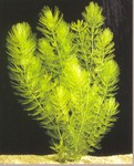 PSH Hornwort (Ceratophyllum demersum)